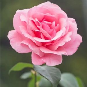 Meet your Posher, Bonita